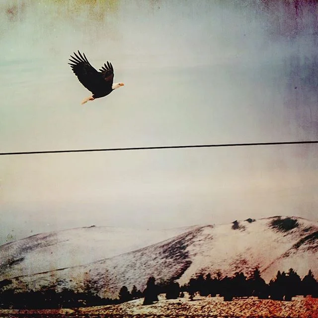Saw a Bald Eagle 🦅 today. #baldeagle #fly