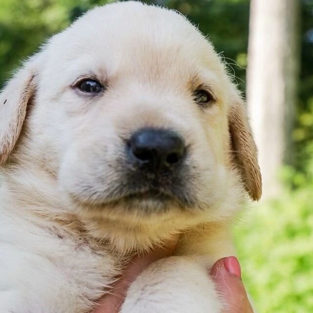 We have a litter of whites! 4 females and 1 male available. Call or text 609-248-7272 for more info