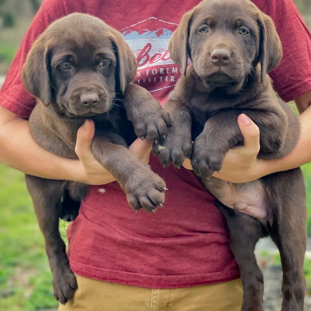 Chocolate males available.  Ready to go Friday