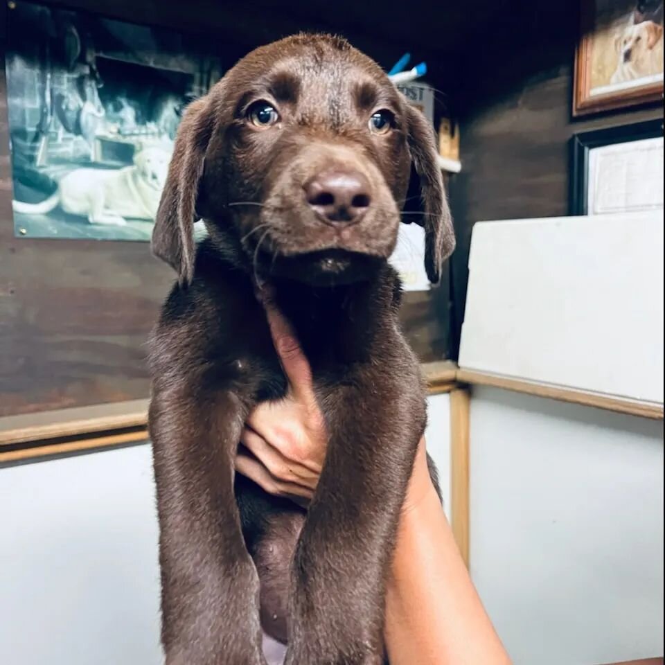 Chocolate males ready to go. Text or call 609-248-7272 for more info