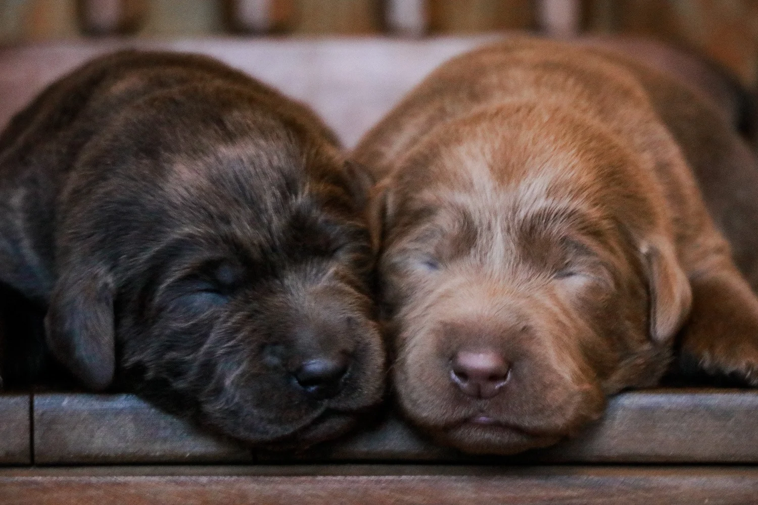 McClan Labradors