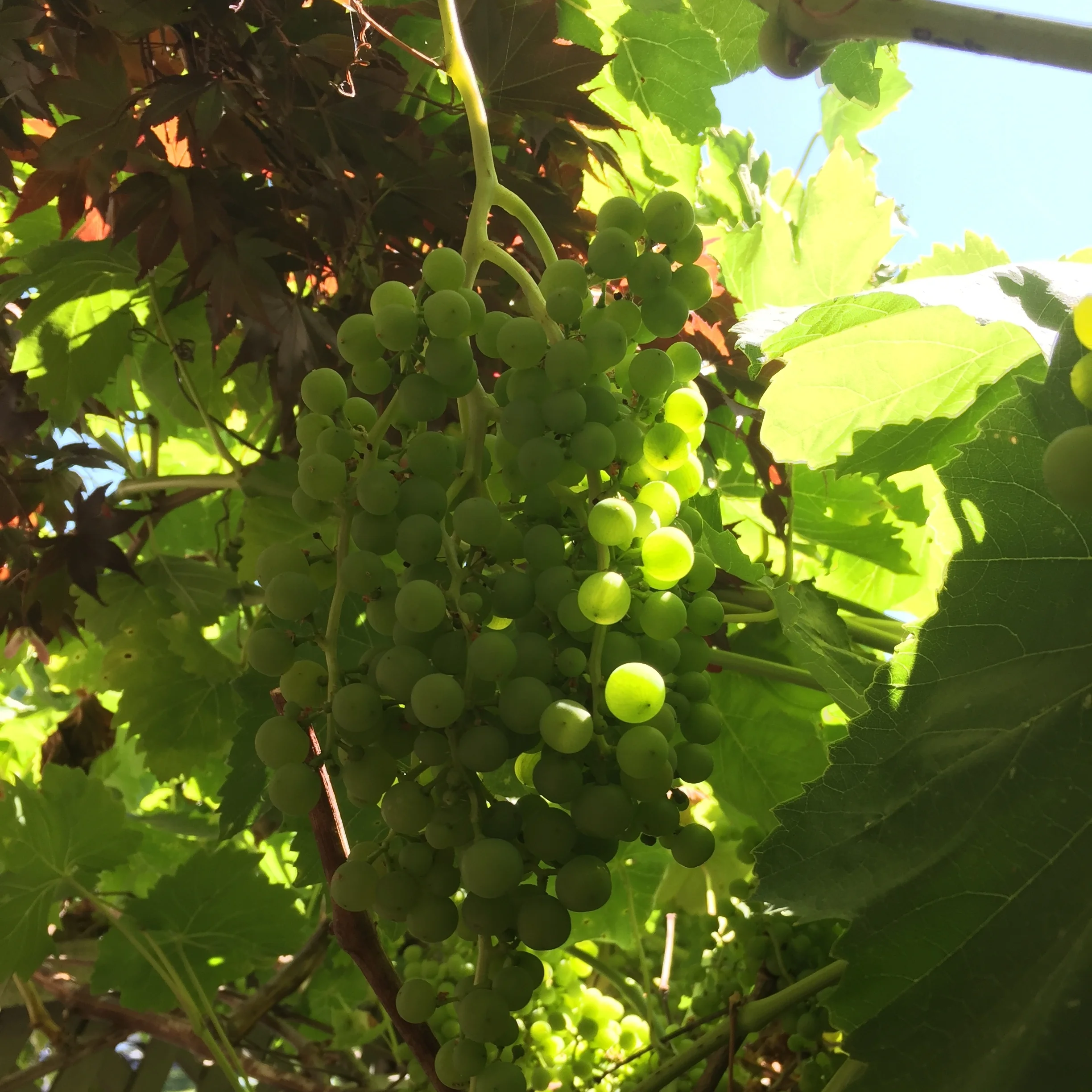 A year in Sonoma, or How We Learned to Stop Worrying and Love the Grape