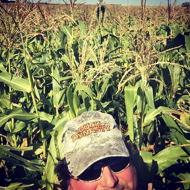 This years corn and hairy vetch for winter grazing! It ranges from 5-10 feet tall with a couple cobs per plant! It is on a cover crop feild from last year and has 40 lbs of actual N per acre witch is half or less of normal rates should turn out prett