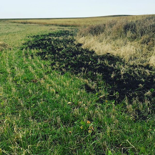 Who needs a cultivator? Just let the pigs out! Turns out pigs love turnips! The green in the picture is Italian ryegrass and two types of turnips that we broadcasted into a barley crop in late June. End of October and it's still green and slowly grow