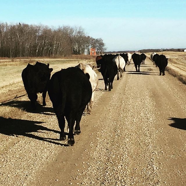Slow and steady! Walking these heifers over to their  winter grazing! Corn and hairy vetch #dynamicagriculture #soilhealth #cowscansavetheplanet