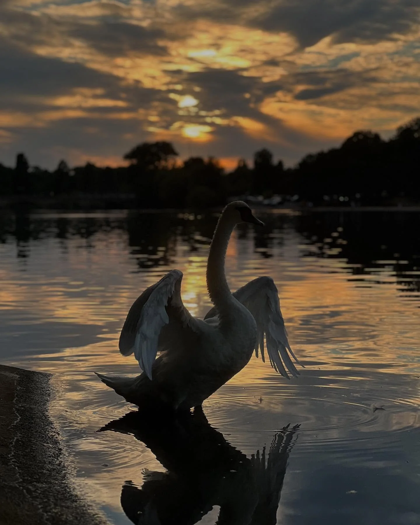 “It’s just the one swan, actually” 🦢