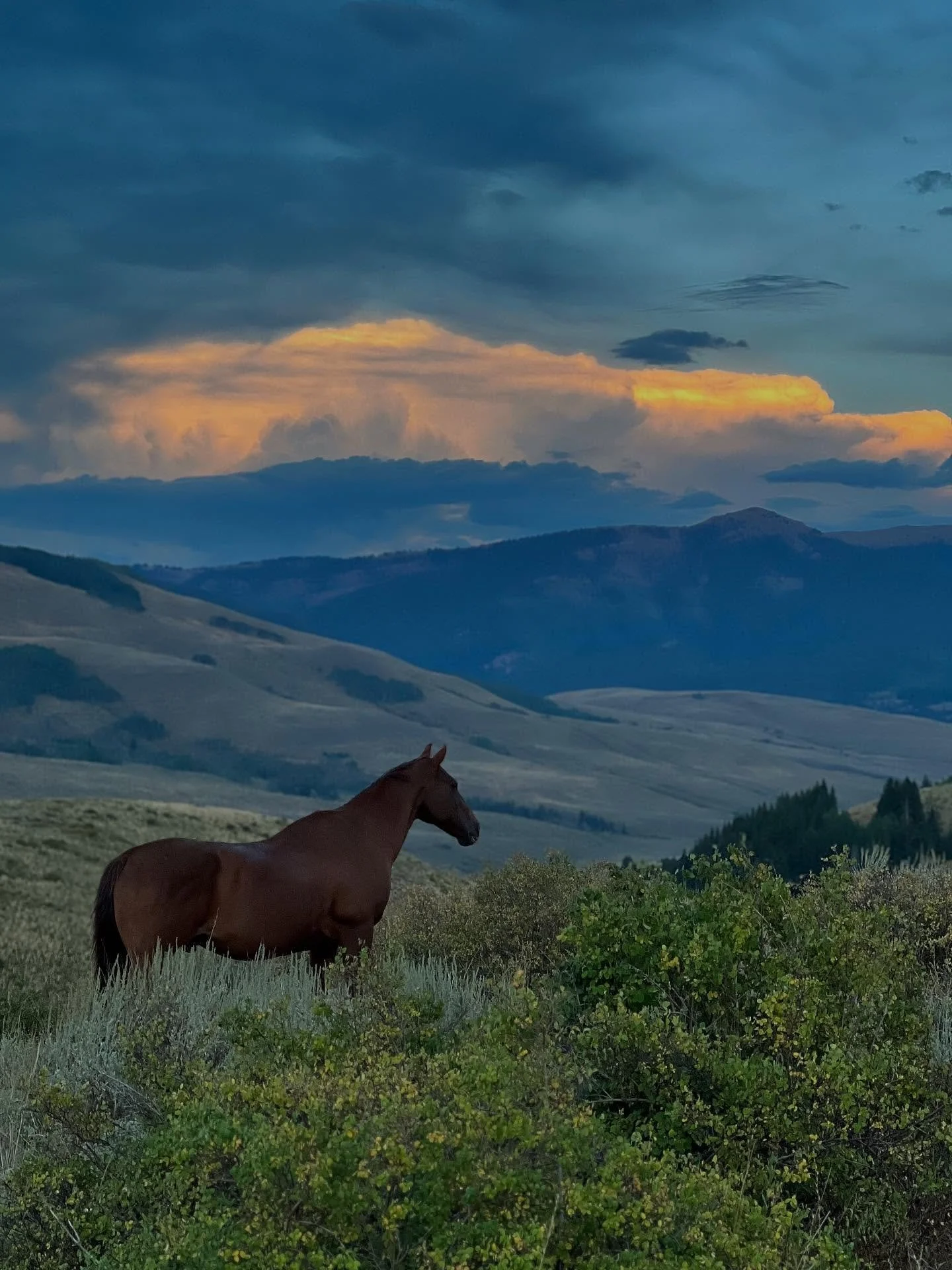 Crested BEAUT. 
I&rsquo;m petitioning for a name change from Butte to Beaut for obvious reasons ⛰️✨.
Haven&rsquo;t been to Colorado for a few years now, so coming back has been really special.  Massive thanks to my friend for lending me her place in 