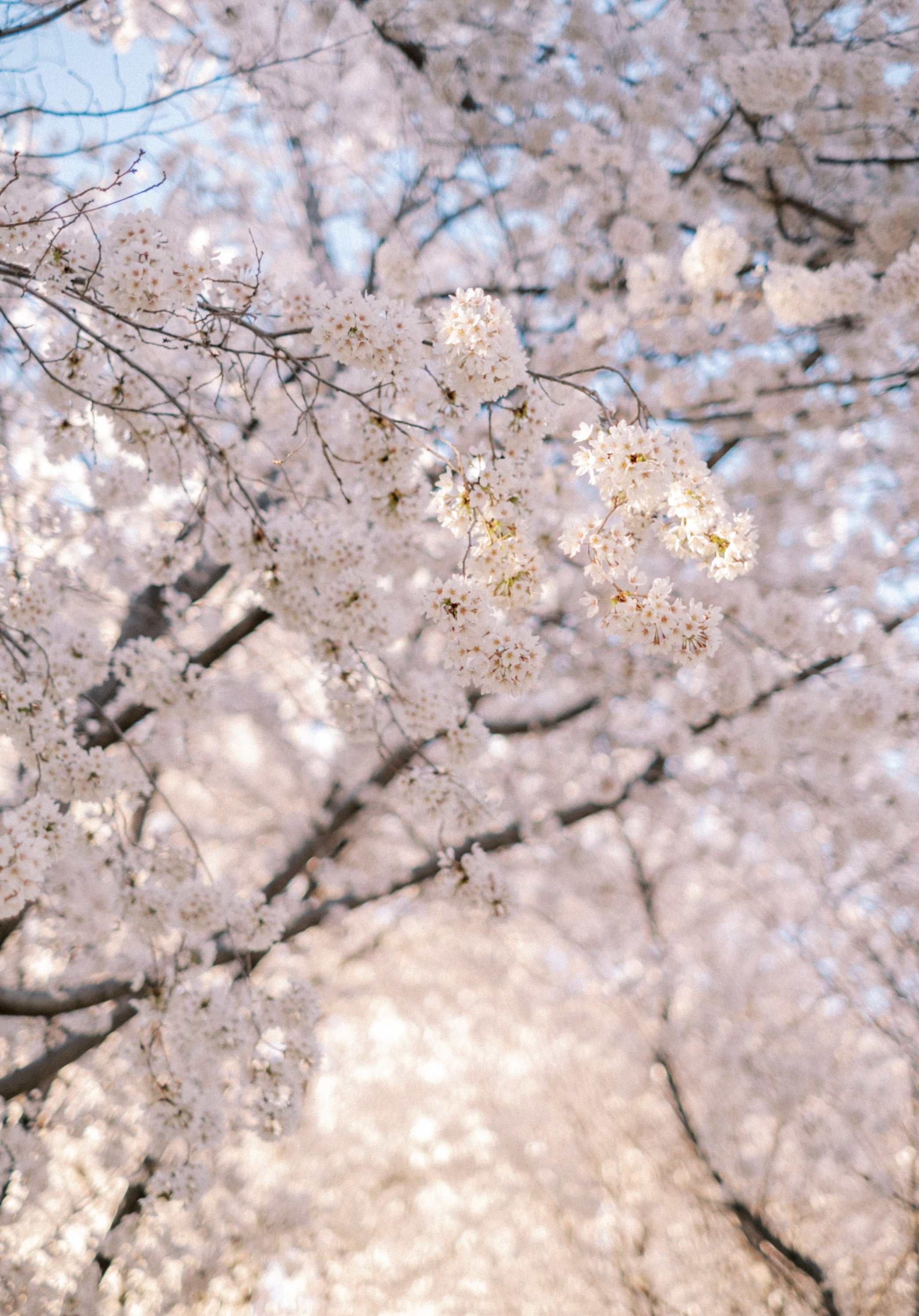 CherryBlossoms22-30.jpg