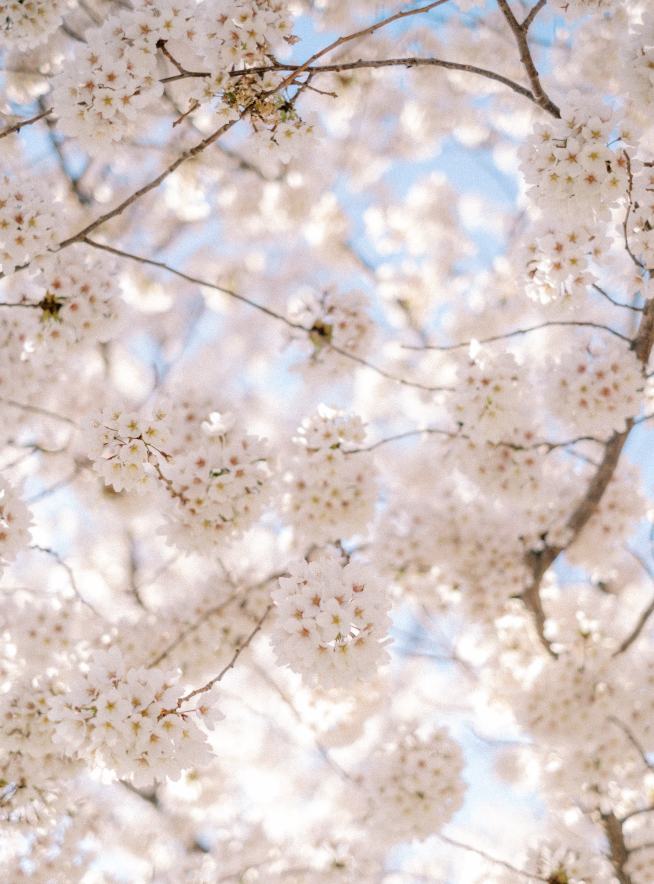 CherryBlossoms22-33.jpg