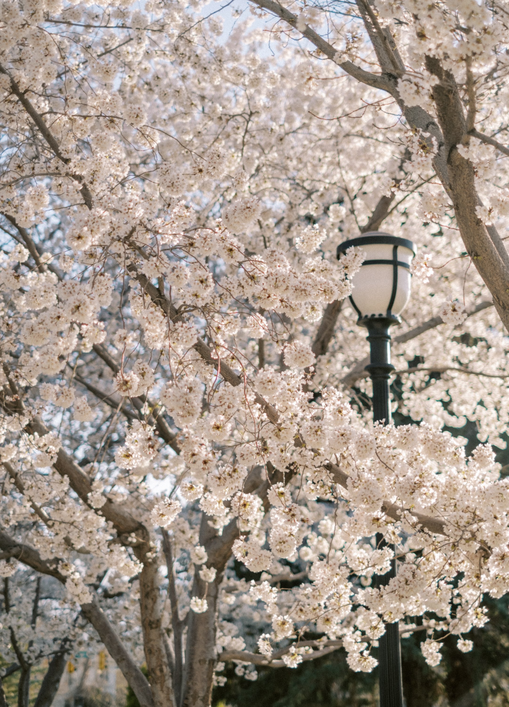 CherryBlossoms22-27.jpg