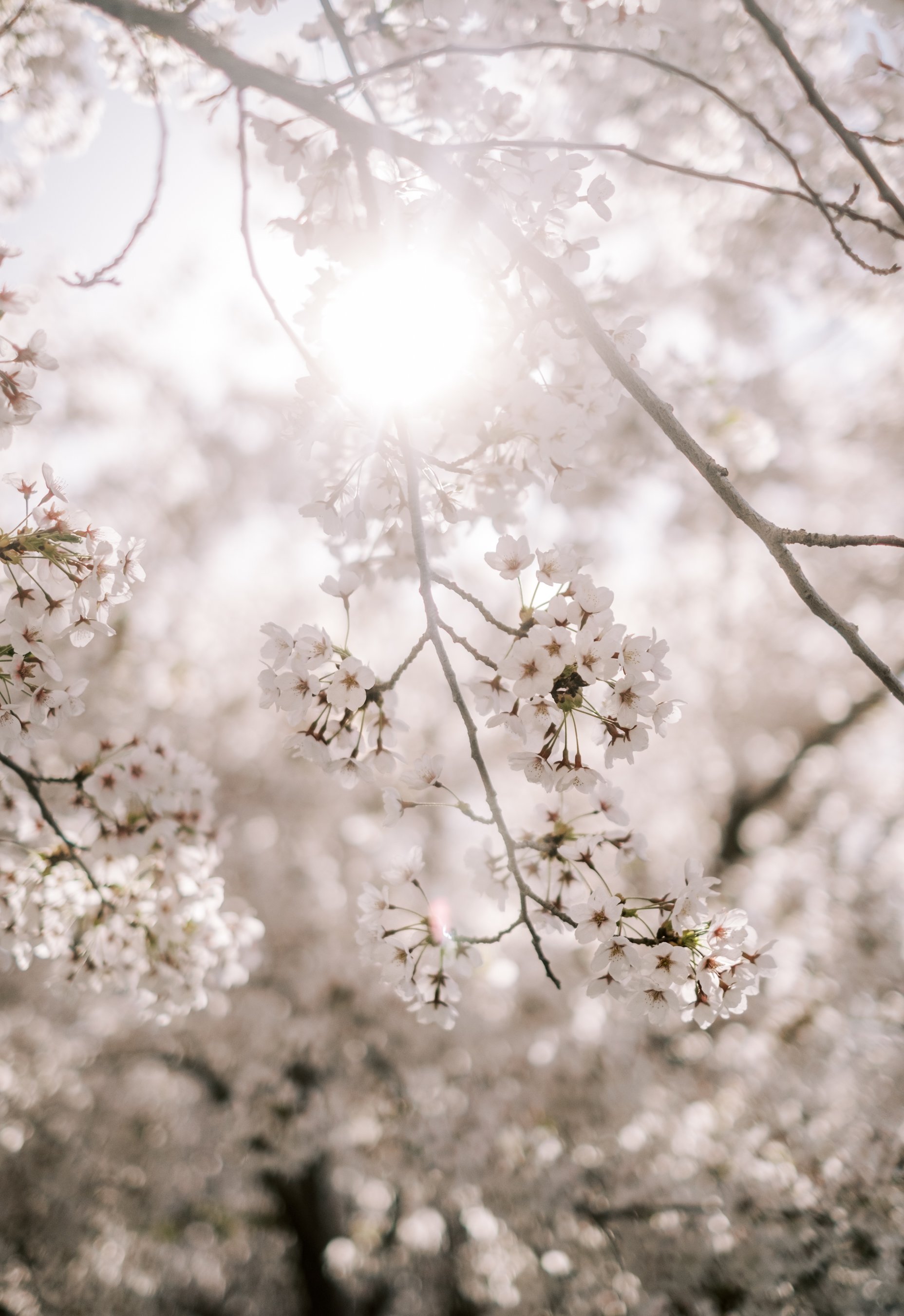 CherryBlossoms23-76.jpg