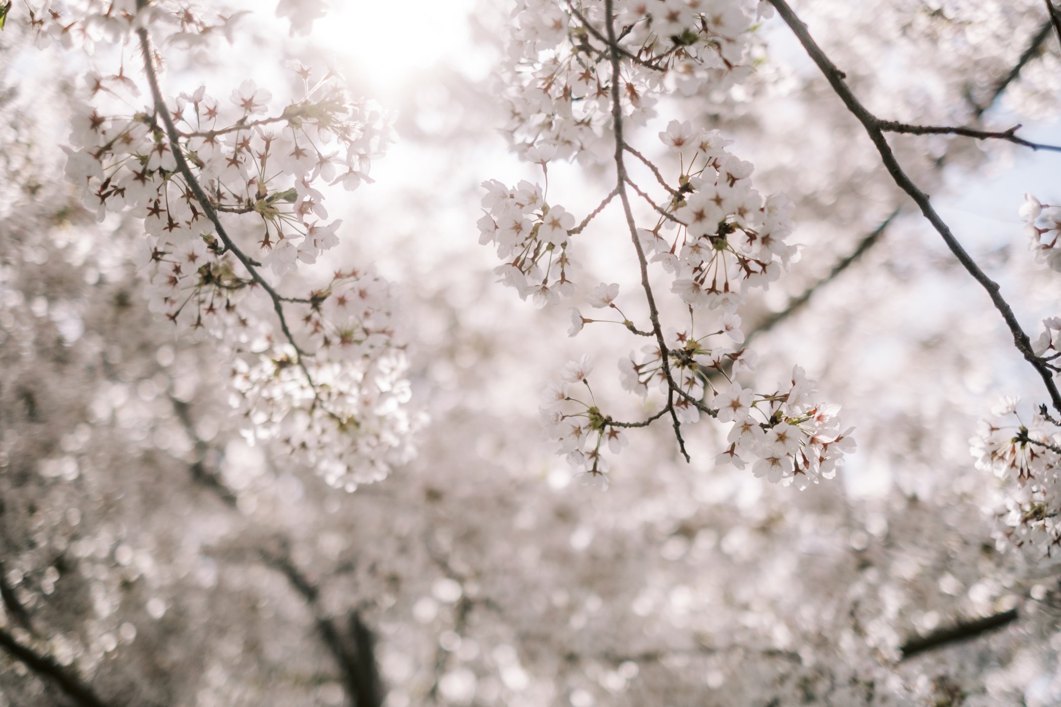 CherryBlossoms23-77.jpg