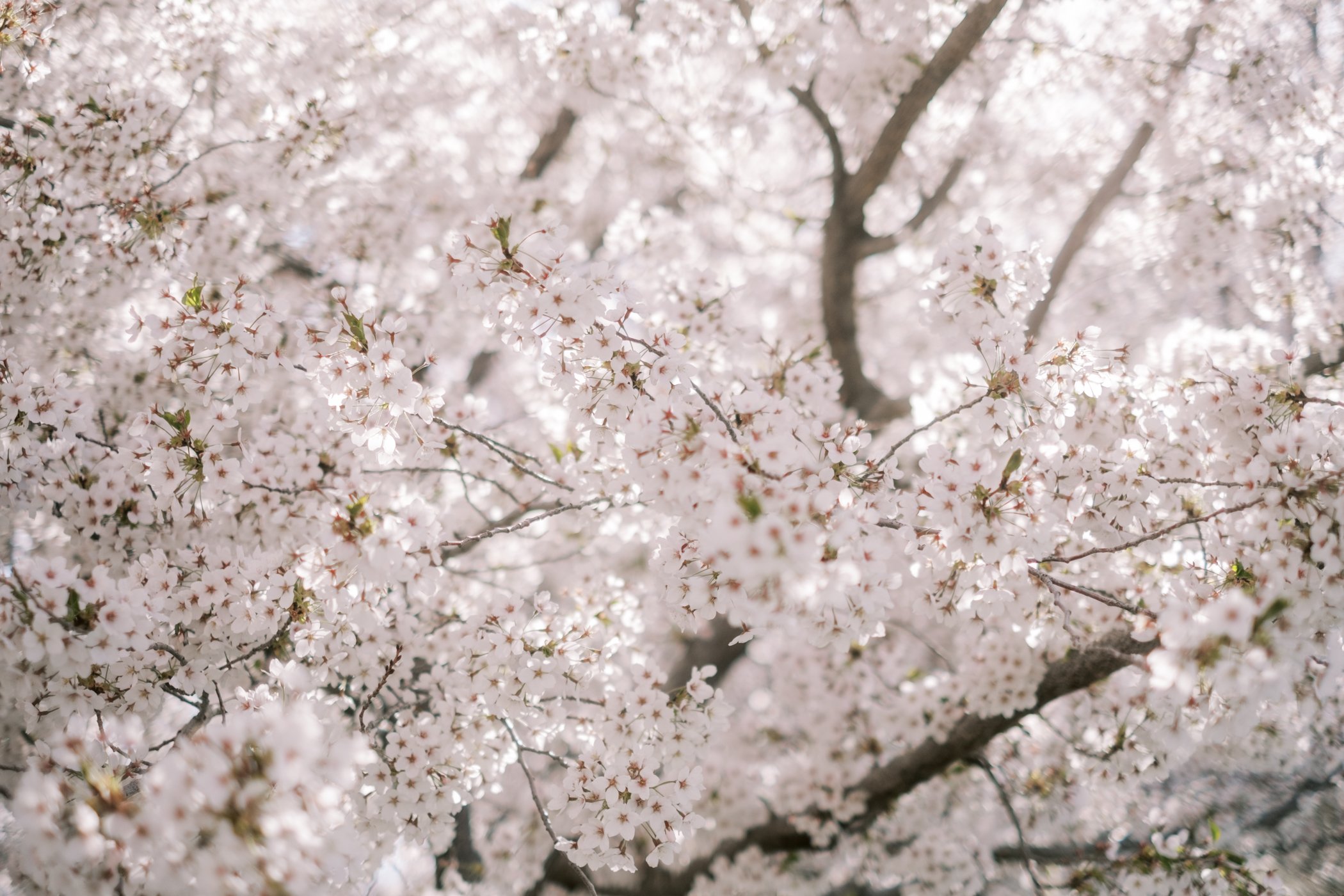 CherryBlossoms23-70.jpg