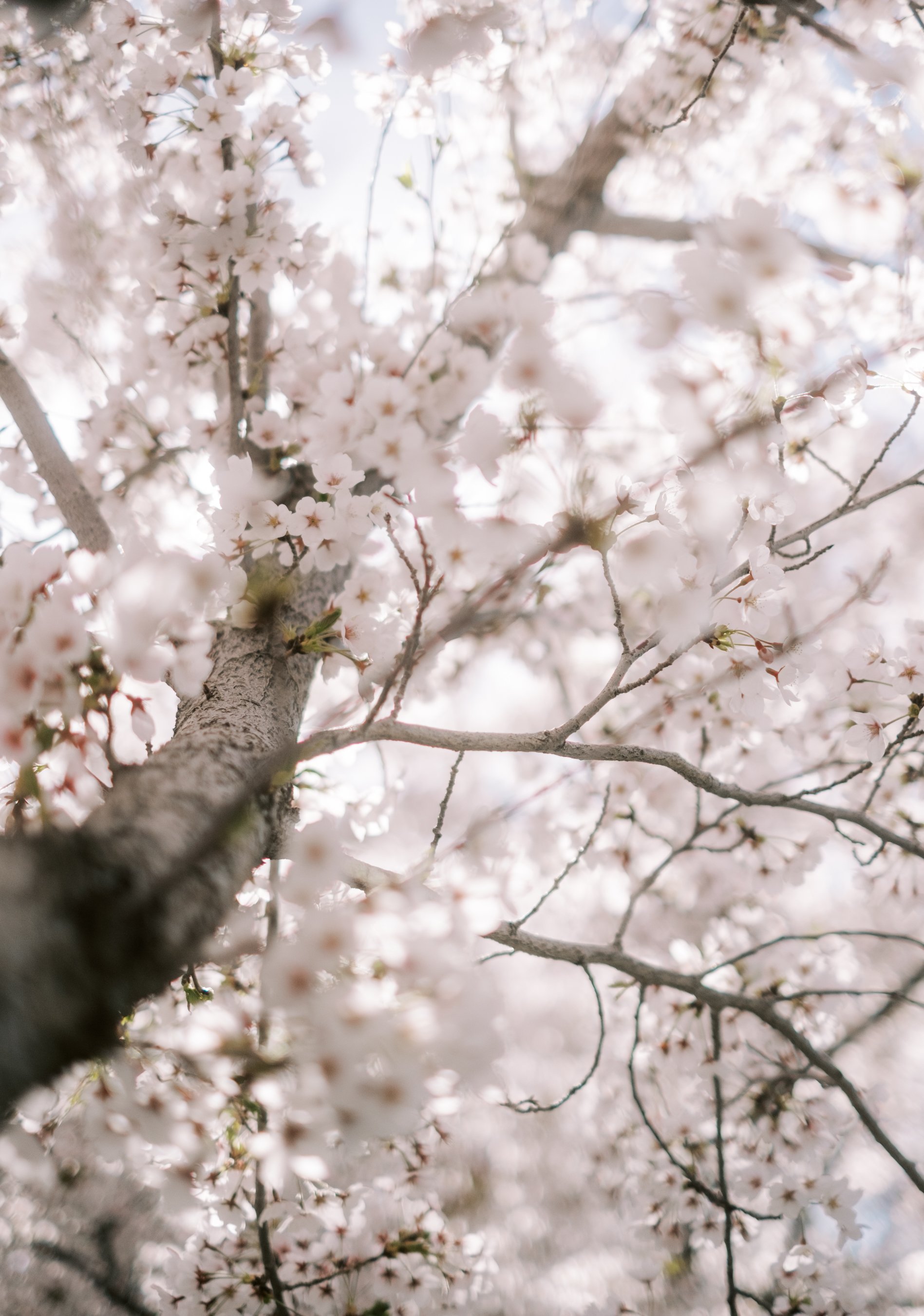 CherryBlossoms23-73.jpg