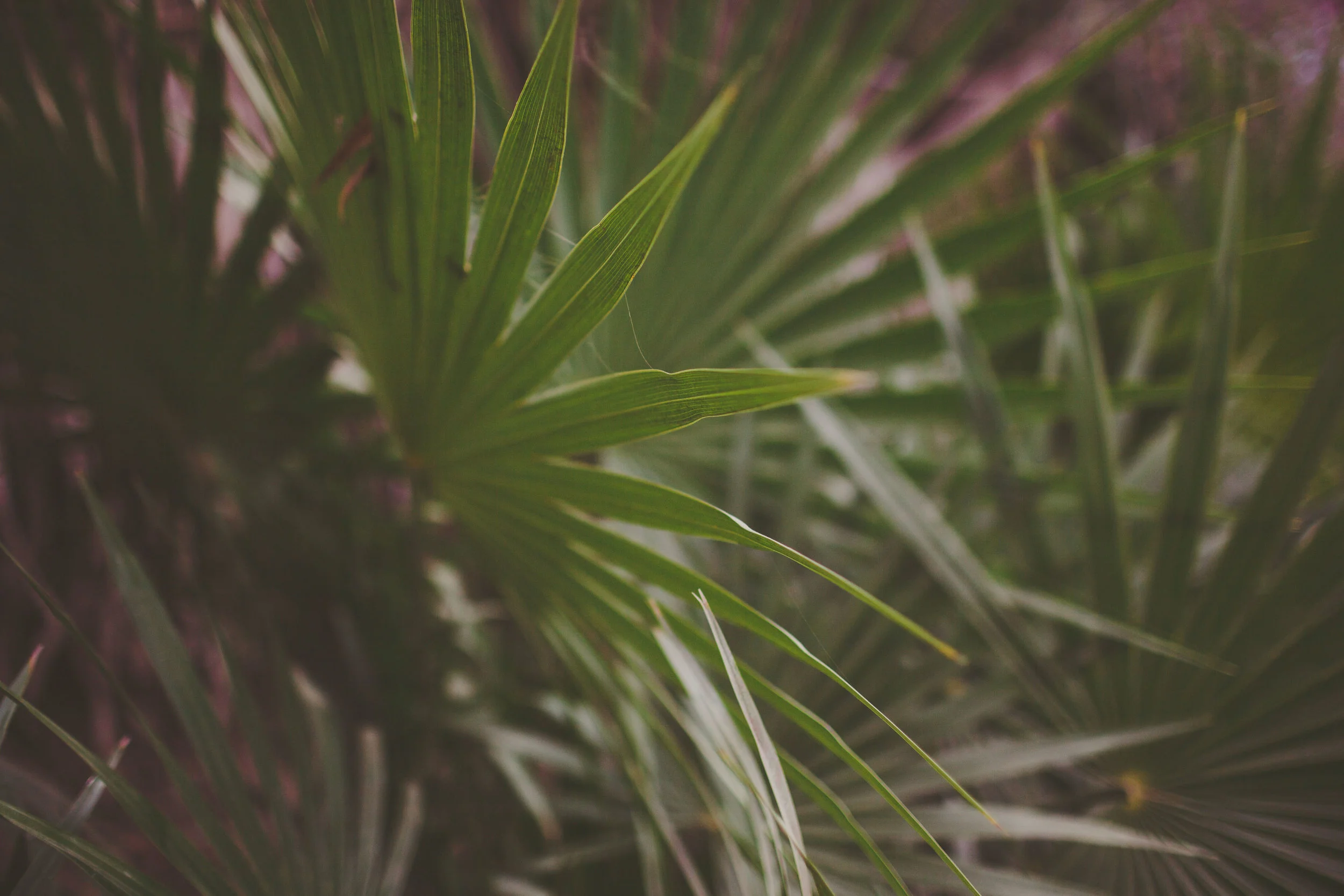 Sayulita_AG-52.jpg