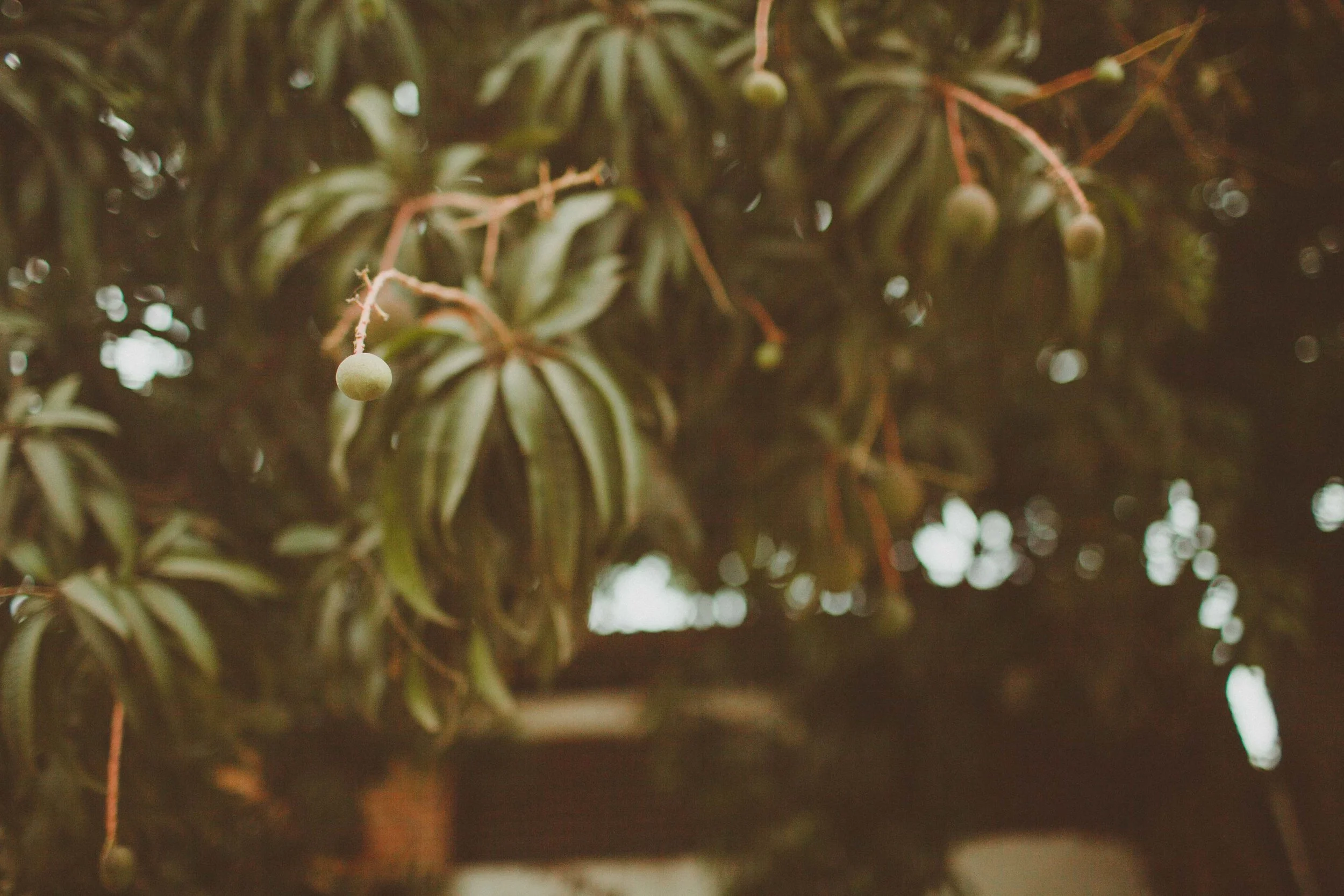 Sayulita_AG-193.jpg