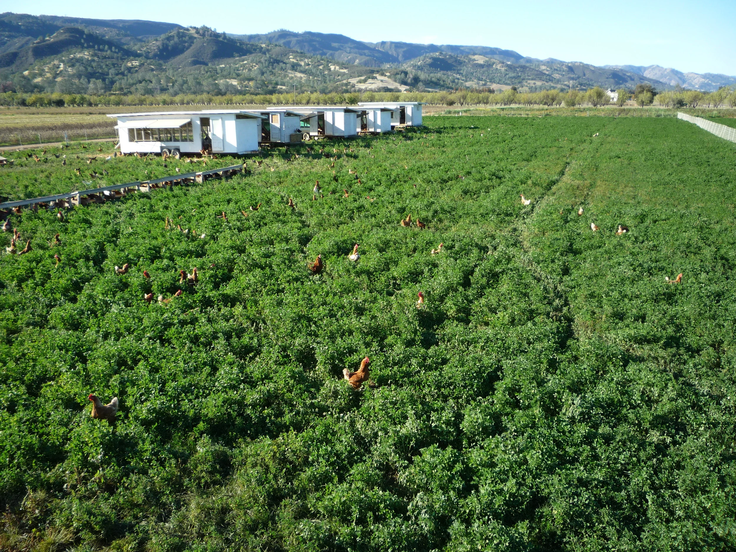 Riverdog chickens foraging on organic pasture