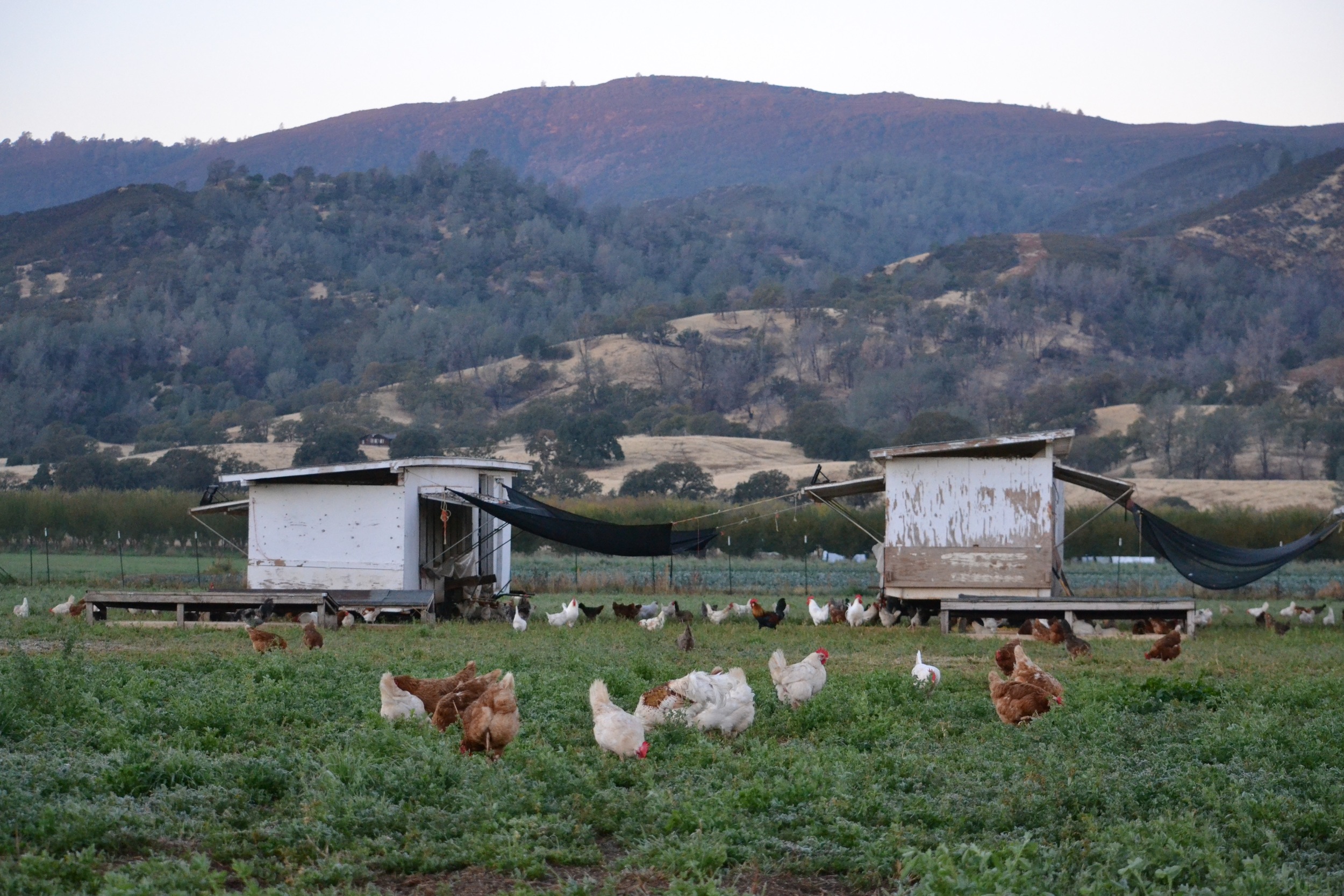 Riverdog chickens grazing at sunrise