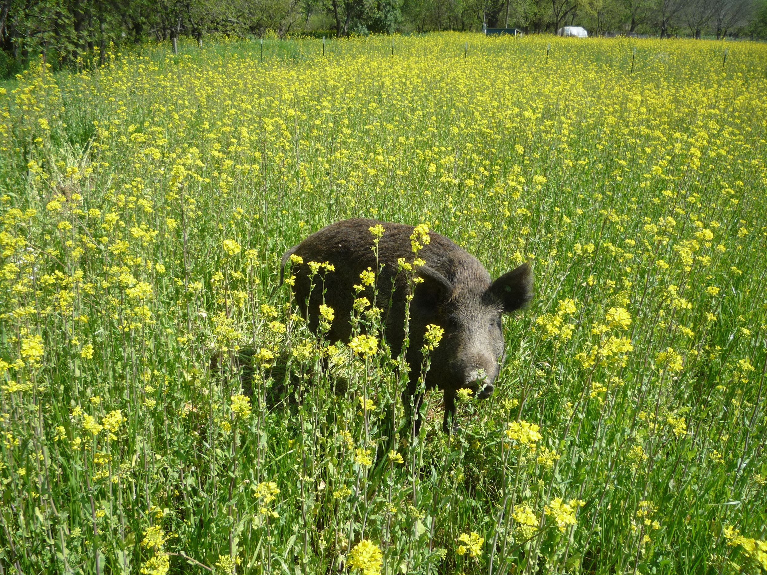 Stopping to enjoy the mustard flowers