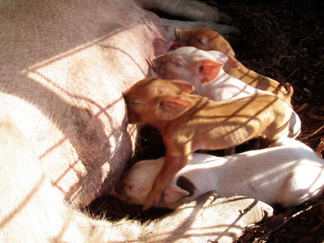 Newborn Piglets enjoying mom's milk!