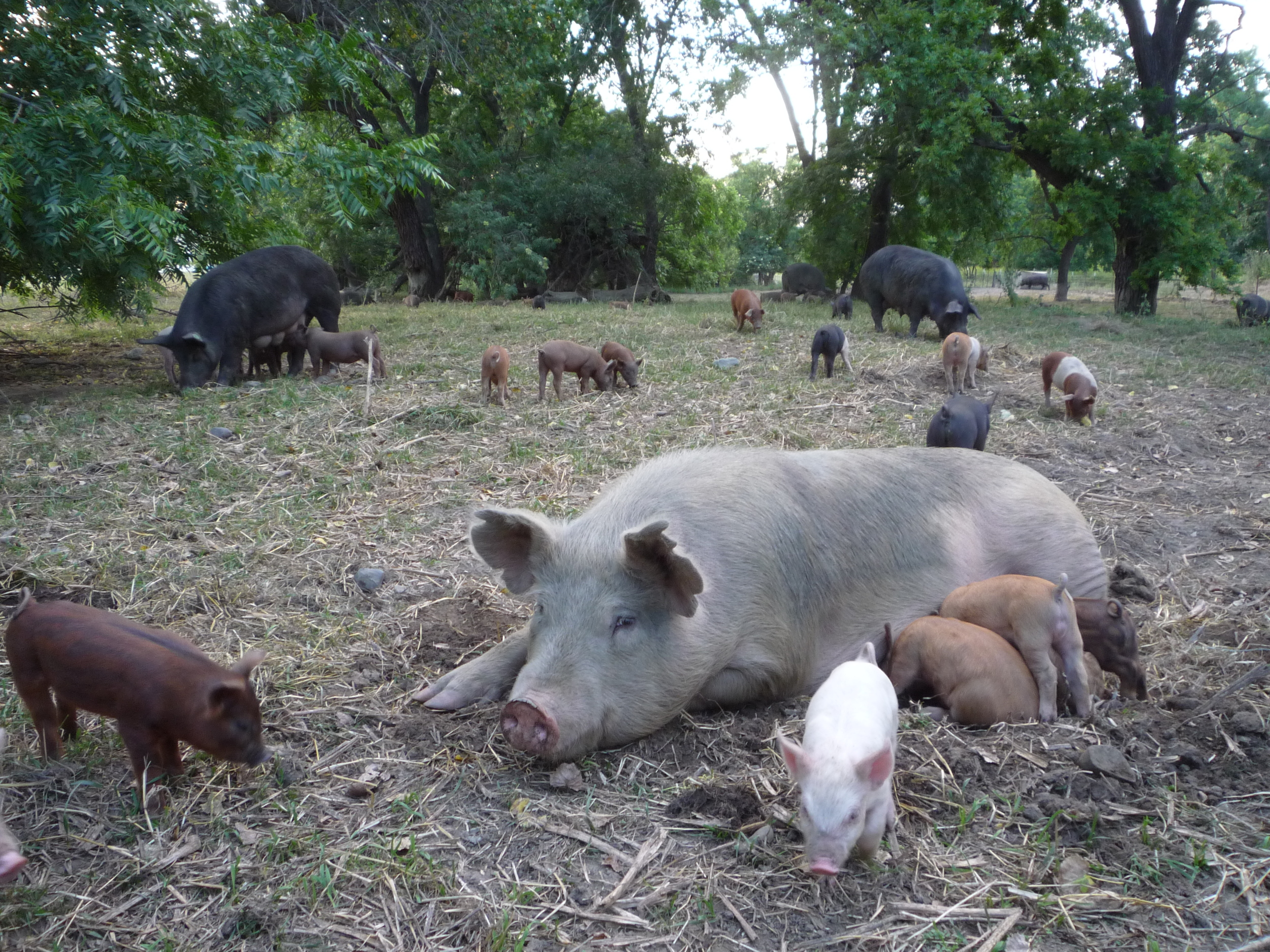 Piglets on pasture