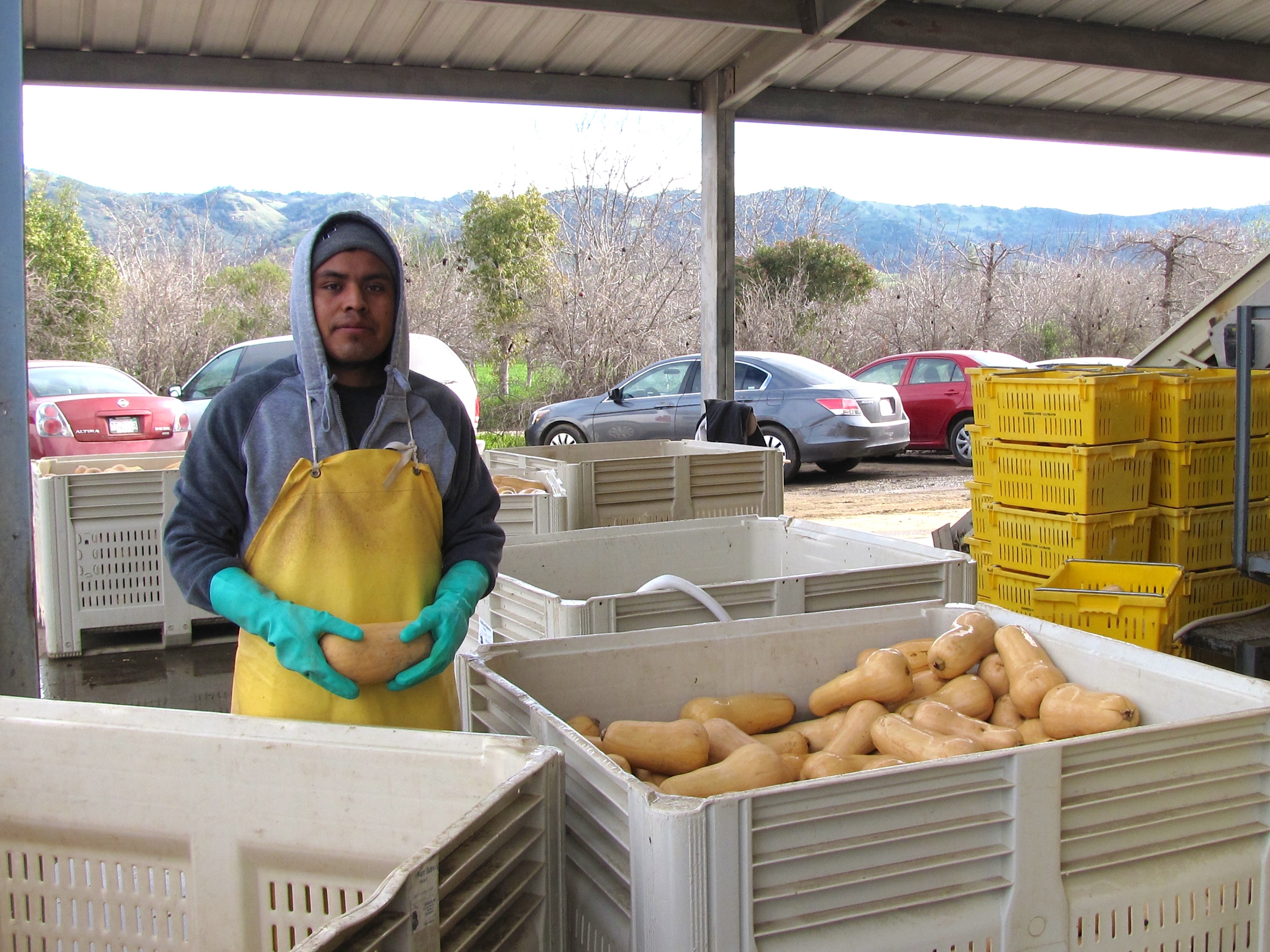 David sorting butternut squash