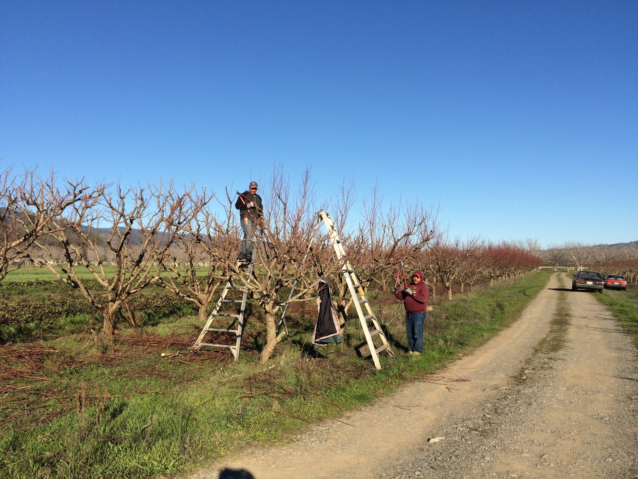 Almond Blossoms and Pollinators