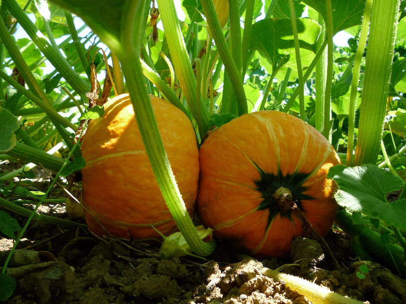 Red Kabocha Squash