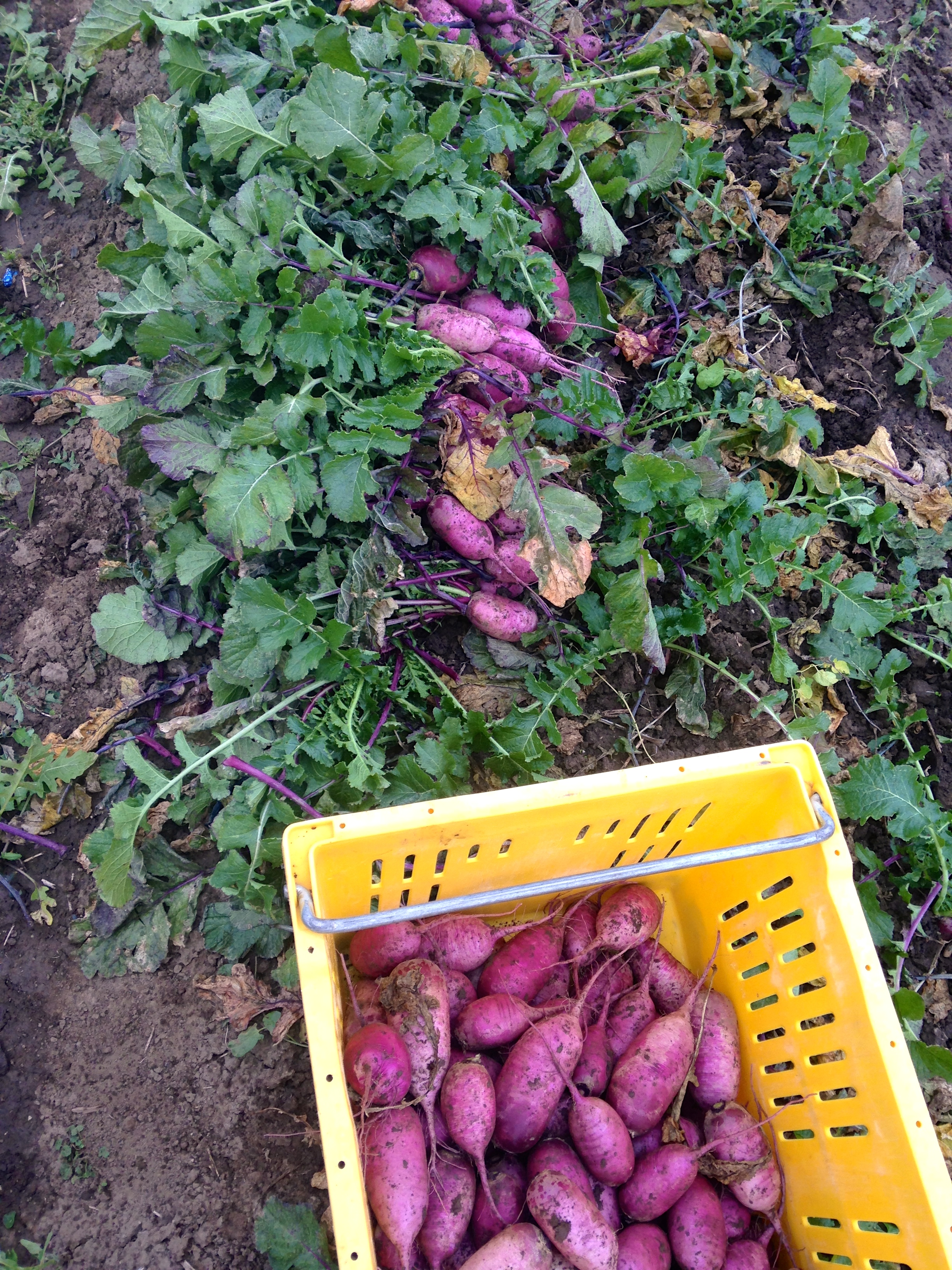 Harvesting Purple Daikon