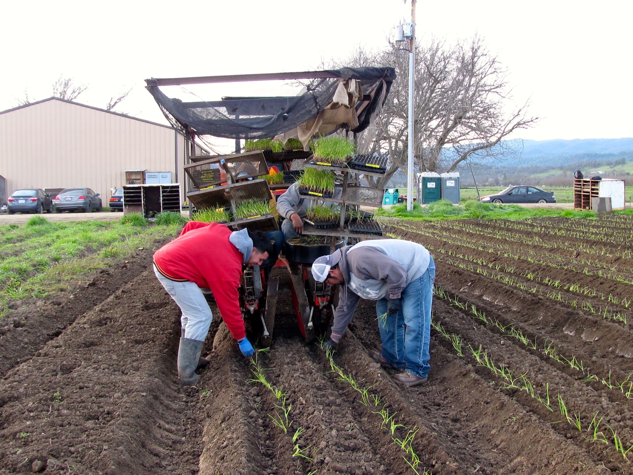 Transplanting onions