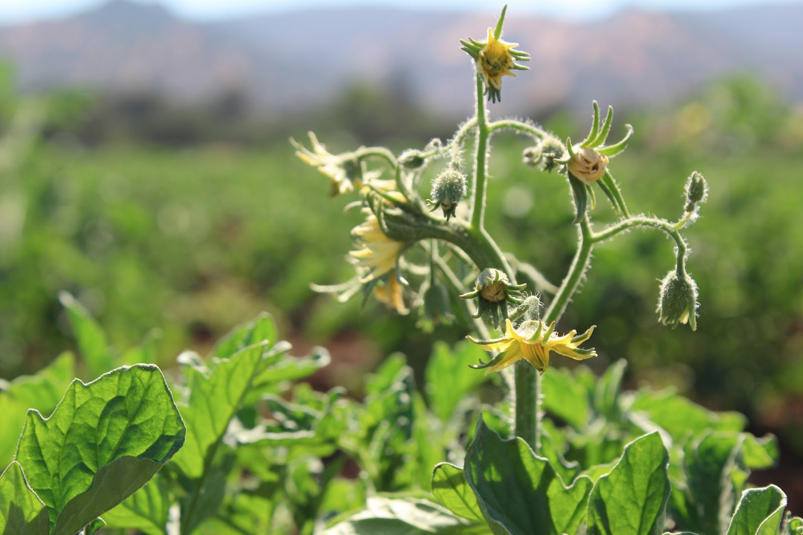 Tomato blossoms