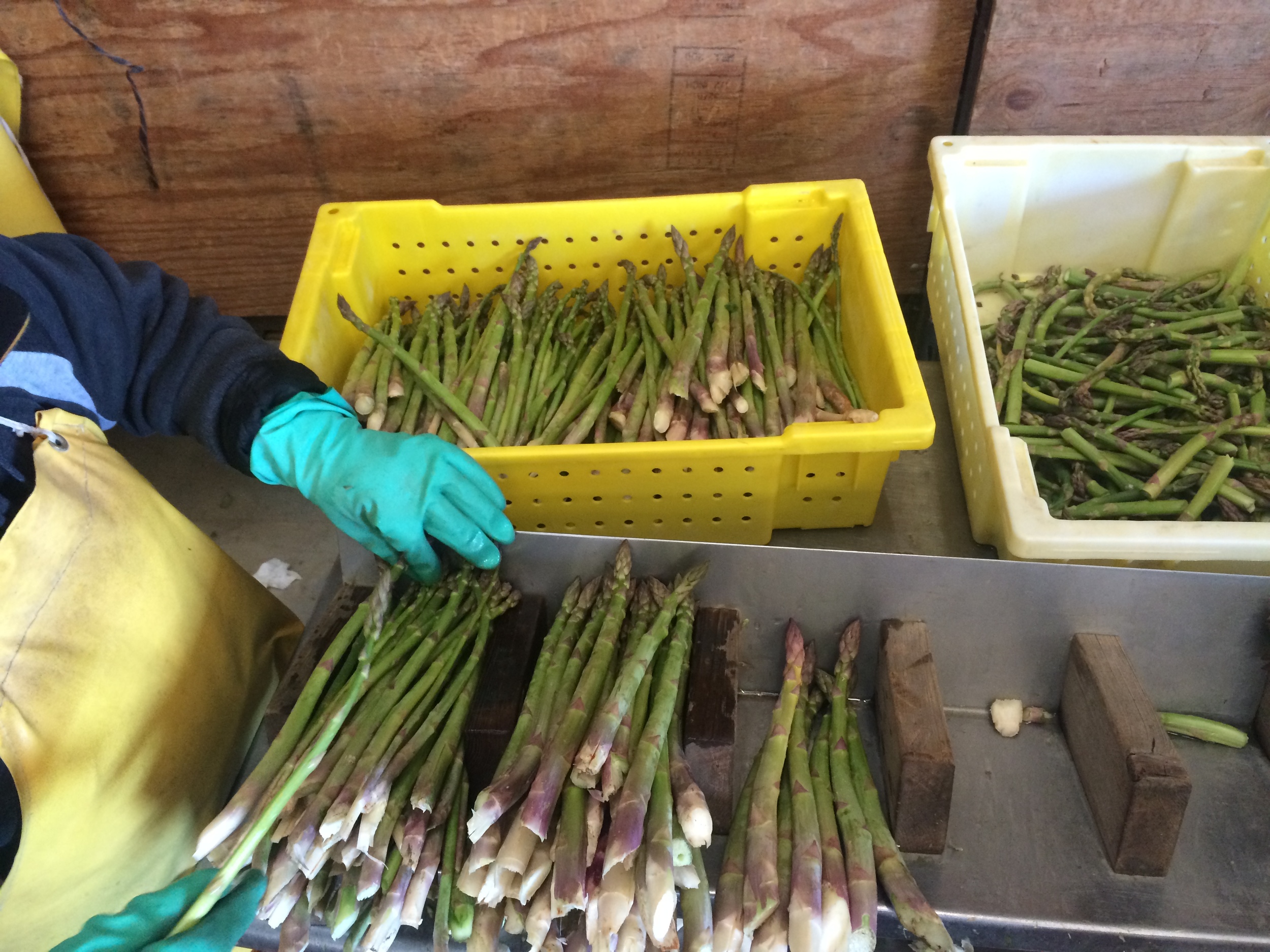 Packing asparagus
