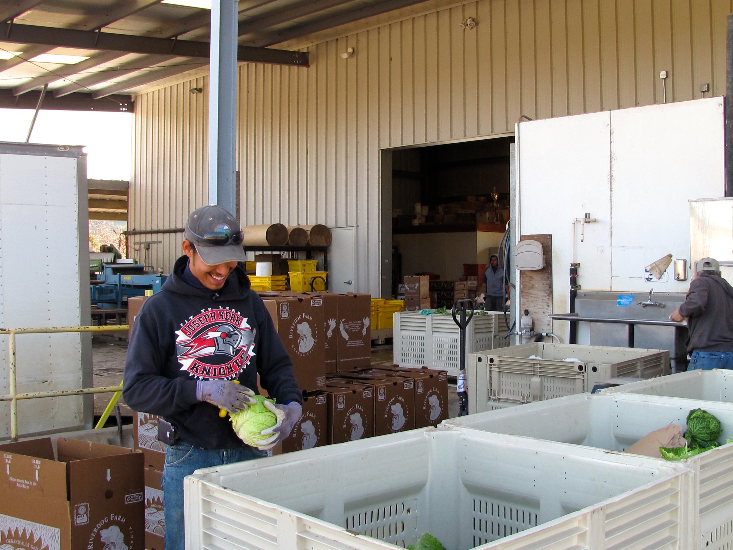 Carlos sorting through cabbages