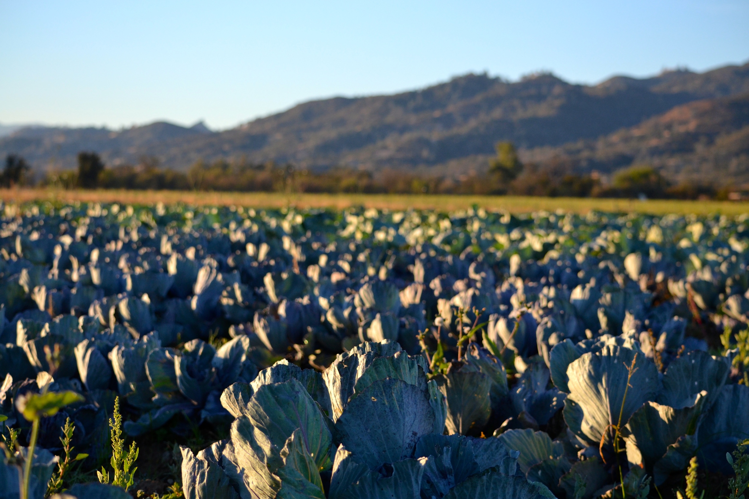 Cabbage field at sunrise
