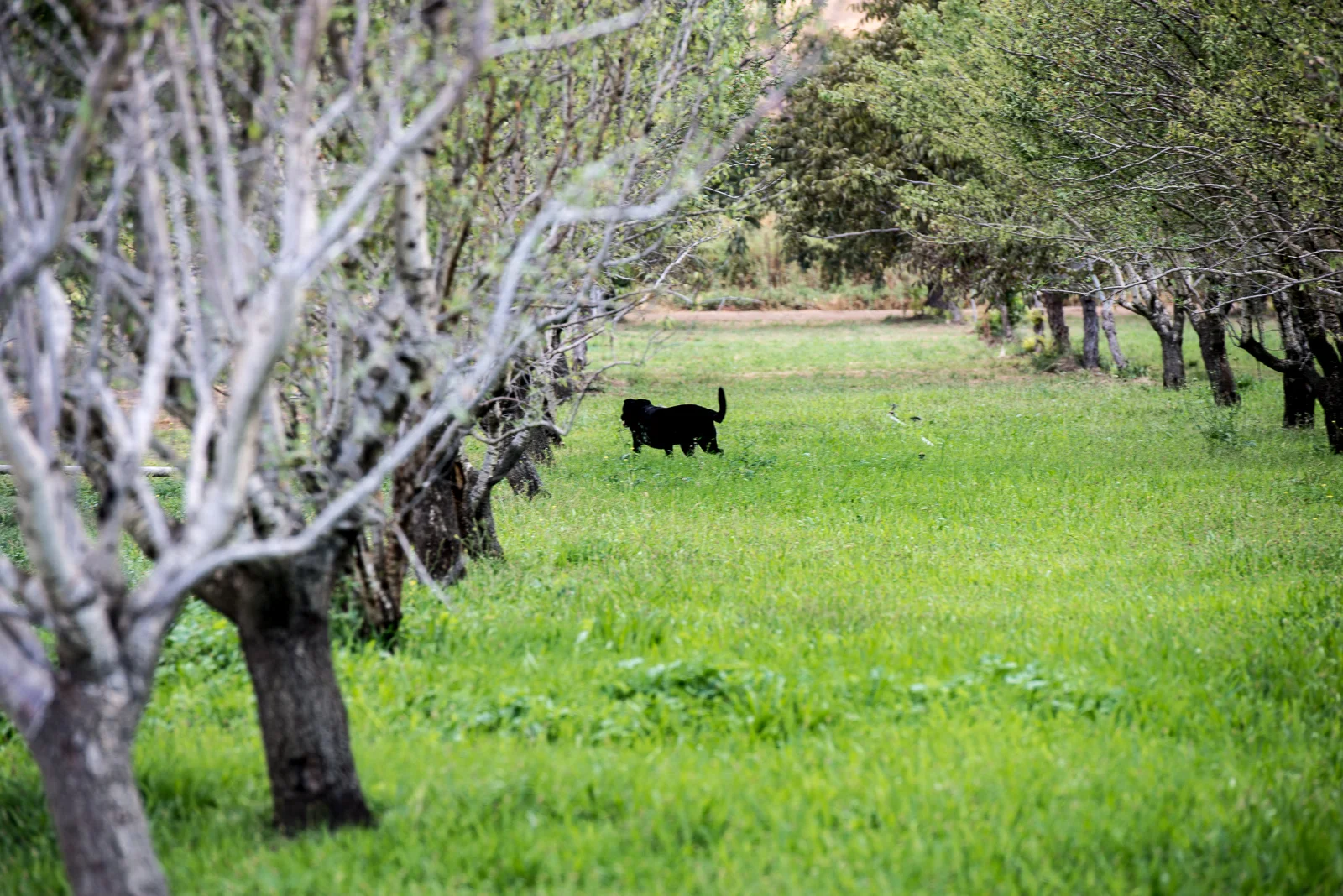 CSA — Riverdog Farm