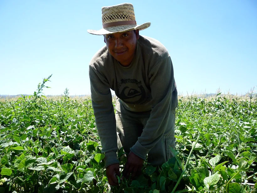 Ramon harvesting in the summer time