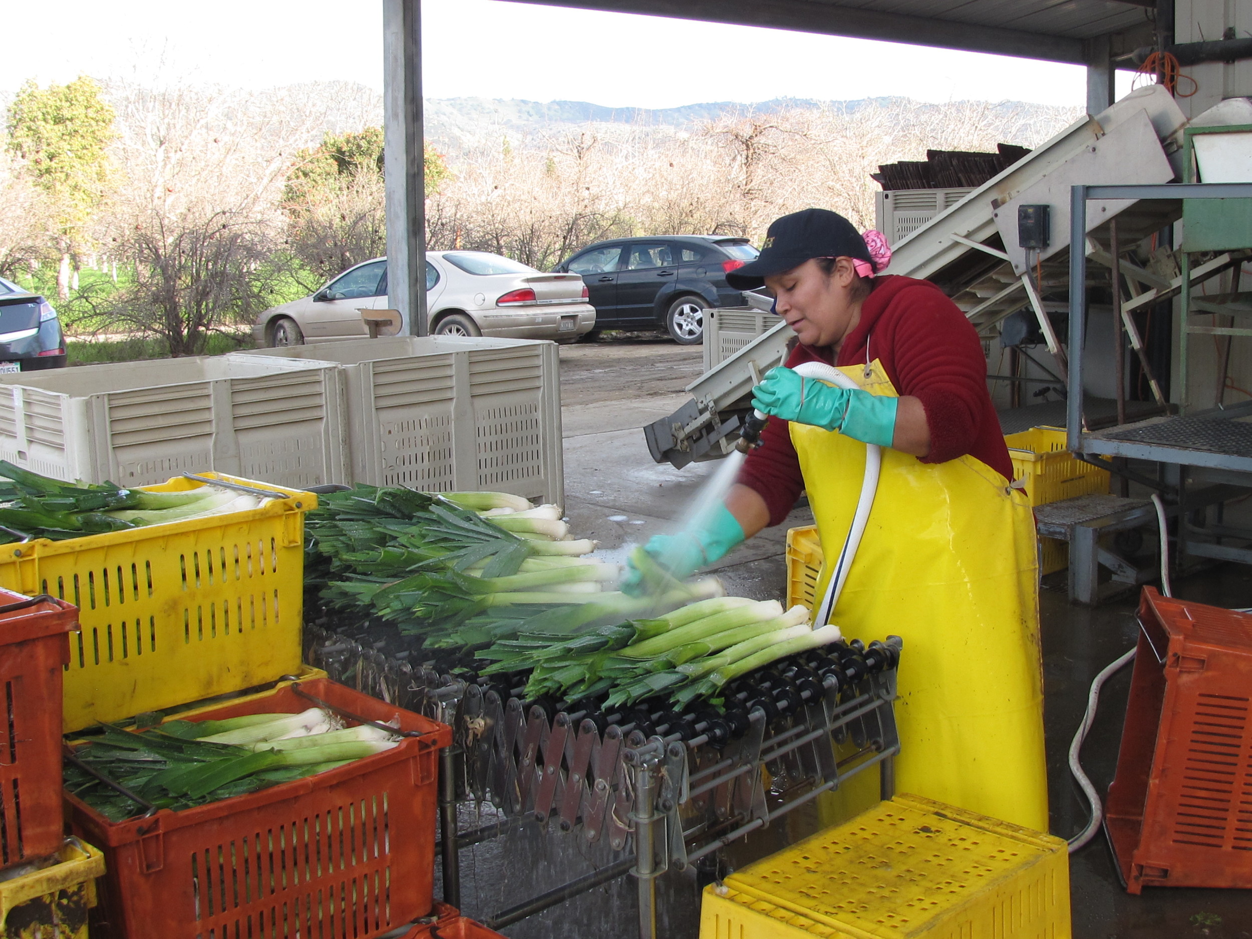 Mari preparing the leeks for packing