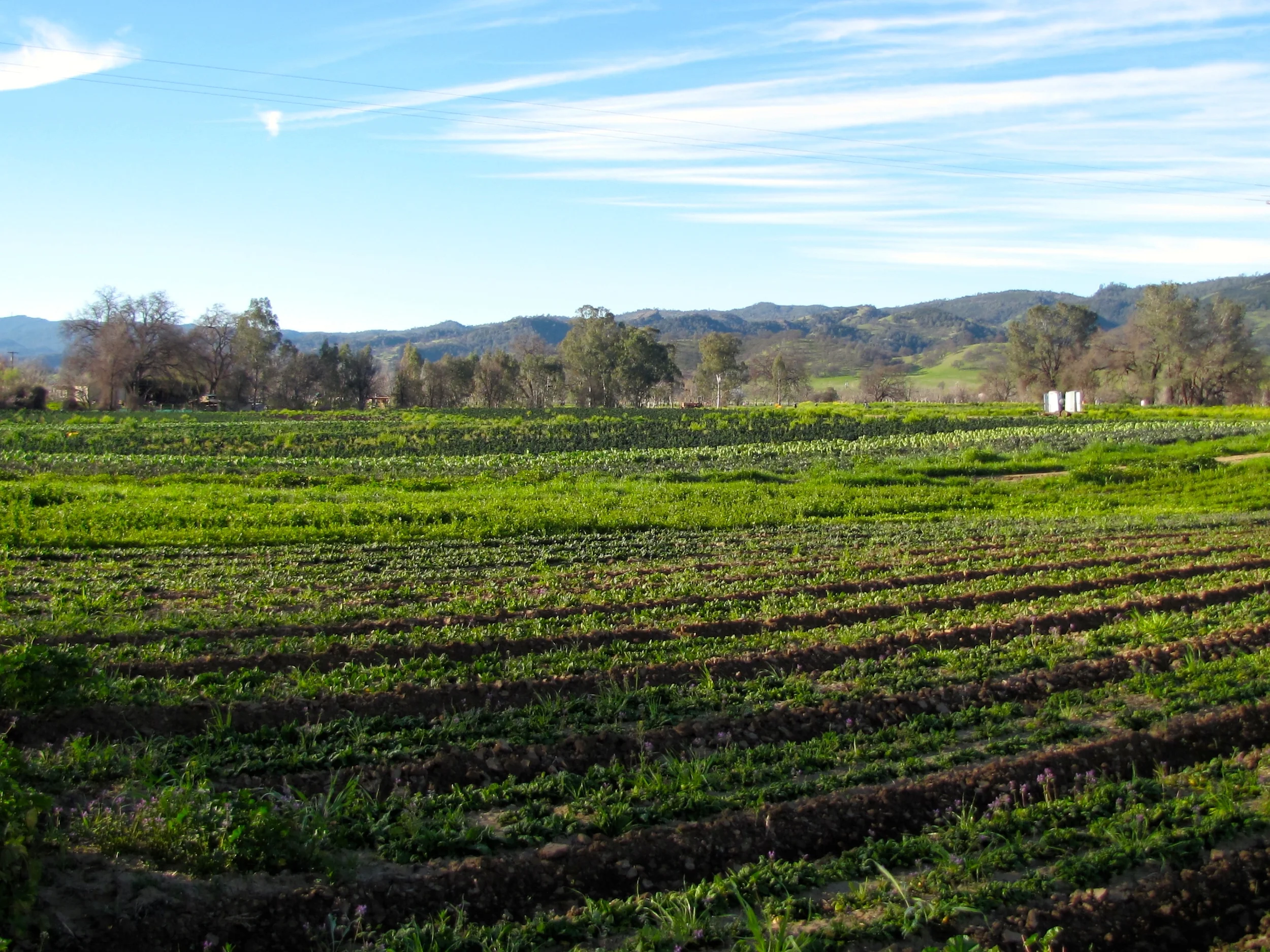 CSA — Riverdog Farm