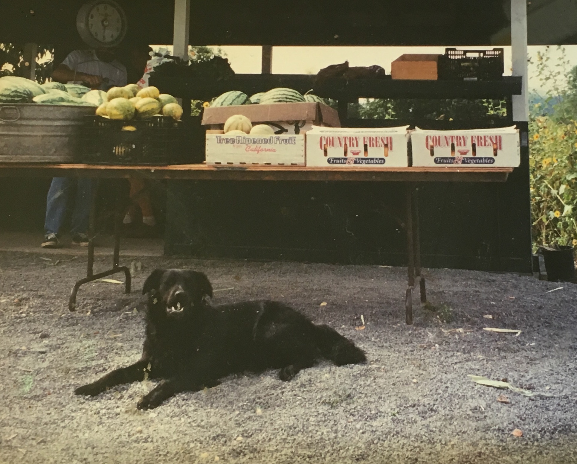 Riverdog's namesake pup Shadow