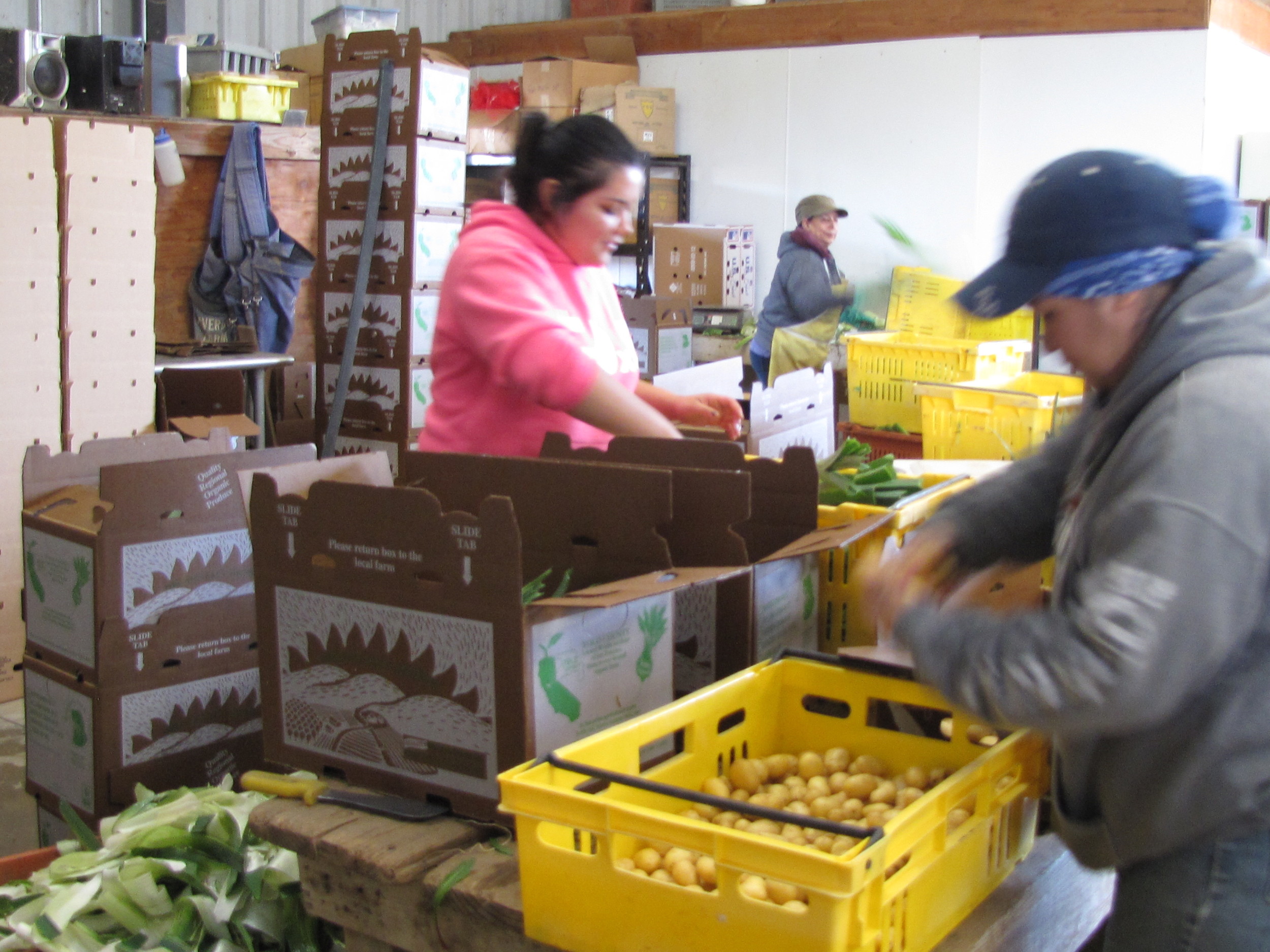 Gricelda sorting new potatoes at high-speed