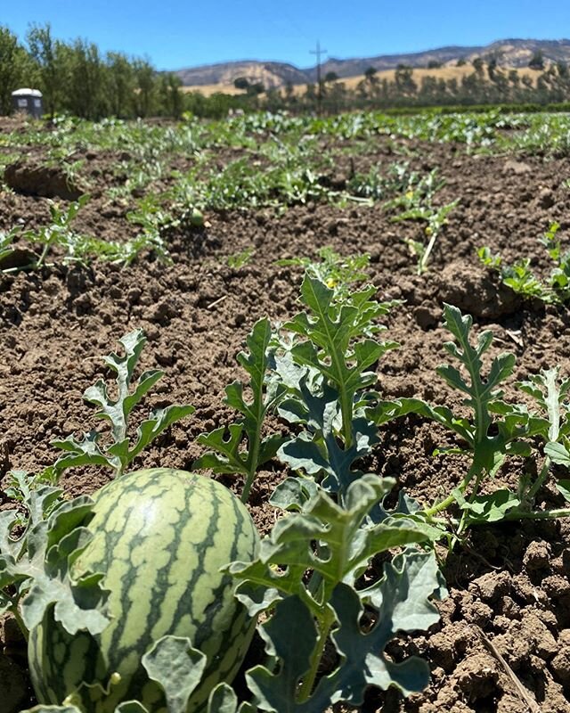 #coming #soon #sunshine #yellow #flesh #watermelon #notsoonenough #summer #time #summerfruit #organic #juicy