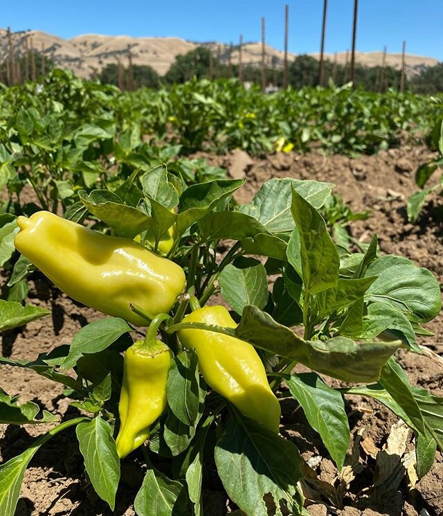 #gypsy #peppers #maybe a #week or #two!! #sweet #pepper #fad to #red #organic