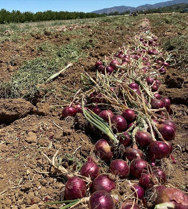 #red #onion #fordays #harvest #springisgonealready #organic #alliums