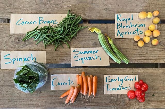 This weeks #csabox #carrots #early #girl #tomatoes #green #beans #summer #squash #spinach #royal #blenheim #apricots #csa  #organiccsabox #organicveggiebox #riverdogfarmcsa #csalife #csalove #eatlocal #farmtofork #farmtotable #knowyourfarmerknowyourf