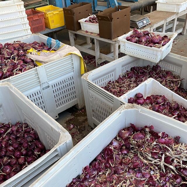 #red #onion #production