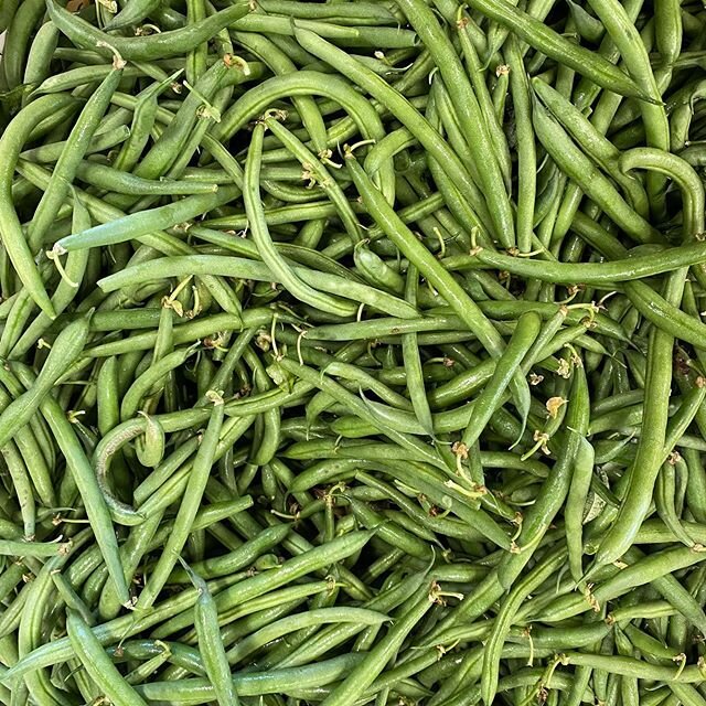 #green #beans #getthemnowbeforetheyaregone #riverdogfarmcsa