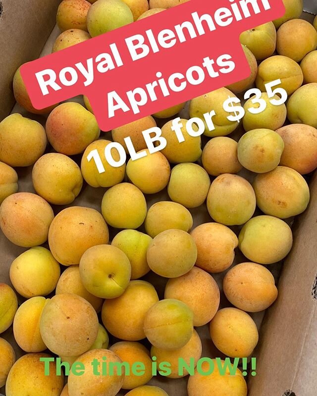 Calling all #riverdogfarmcsa #members #thetimeisnow #santa #rosa #plums and #royal #blenheim #apricots 10 lb case for $35 #CCOF #moreinformation on our #webstore riverdogfarm.com