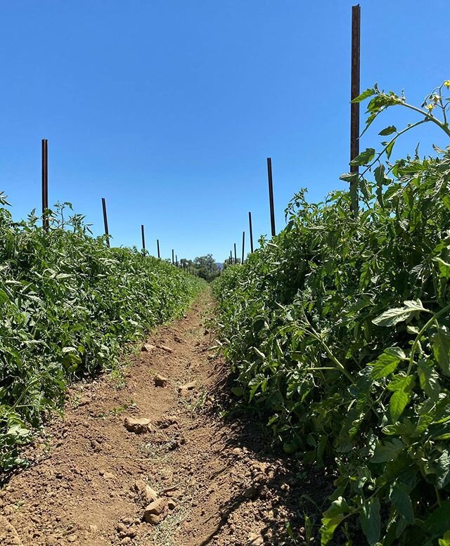 #heirloom #tomato #rows