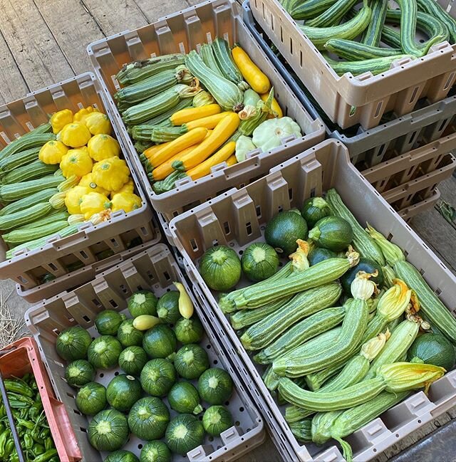 #summer #squash #serpent #cucumber #shishito #peppers