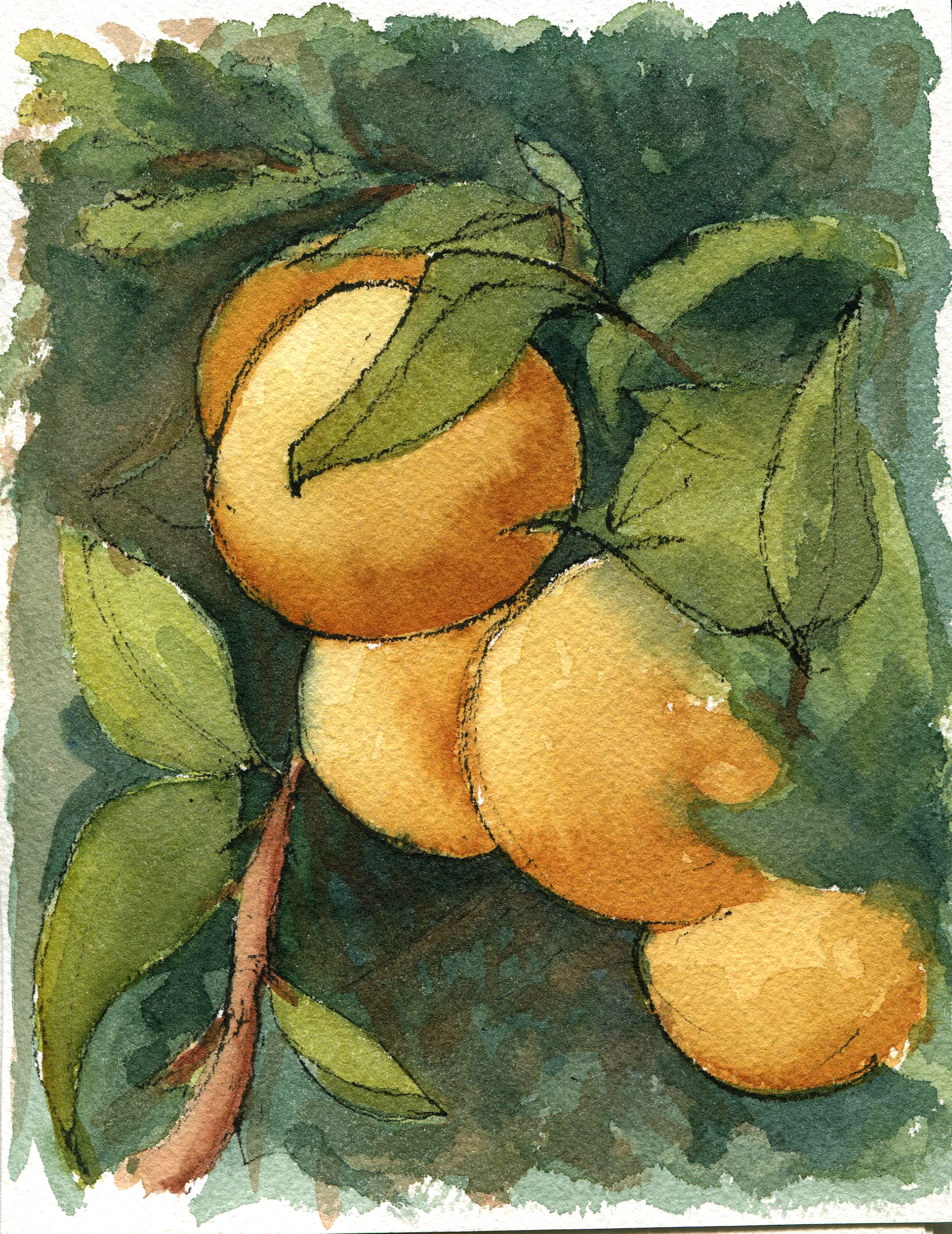 Watercolor sketch of oranges on the vine